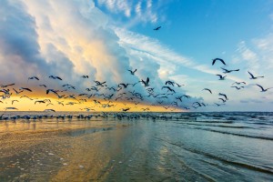Birds at Sunrise